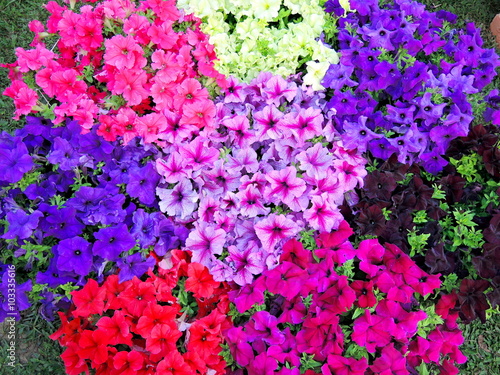 Multicolored petunia flowerbed photo