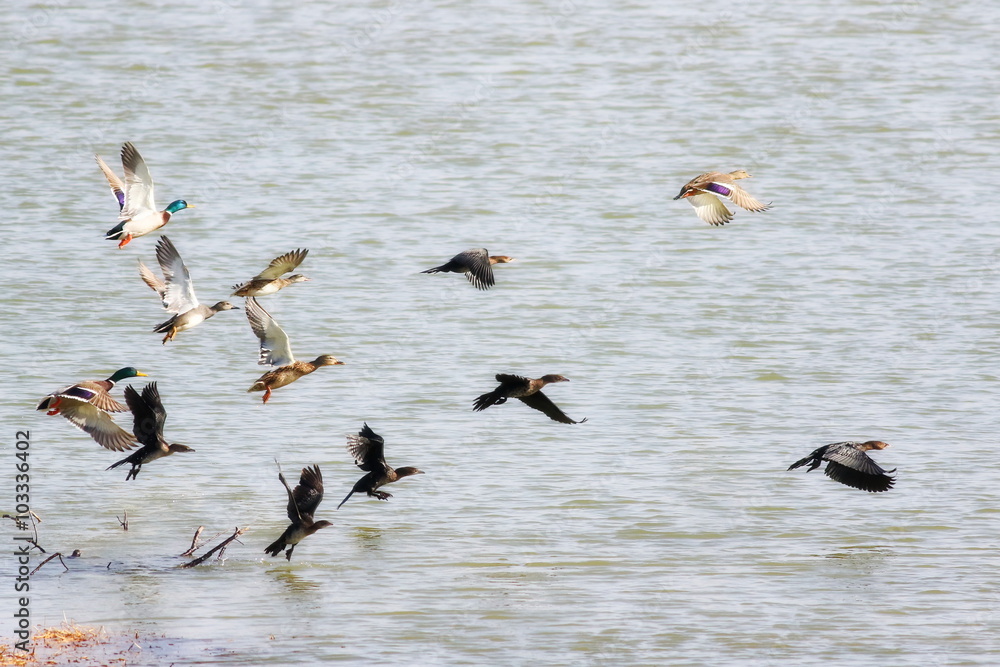 flock of birds, pygmy cormorant and mallard in flight, Anas platyrhynchos, Phalacrocorax pygmaeus flock of birds, pygmy cormorant and mallard in flight, Anas platyrhynchos, Phalacrocorax pygmaeus