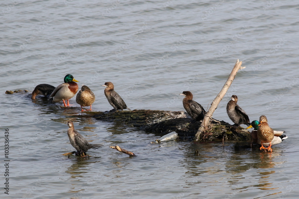 Fototapeta premium pygmy cormorant and mallard on rotten tree stump in river, Anas platyrhynchos, Phalacrocorax pygmaeus