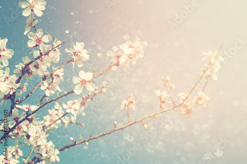 abstract dreamy and blurred image of spring white cherry blossoms tree. selective focus. vintage filtered 
