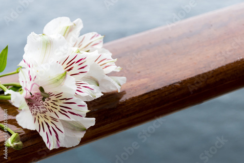 Fototapeta Naklejka Na Ścianę i Meble -  White Alstroemeria flower on wooden railing. Copyspace.
Ocean background.