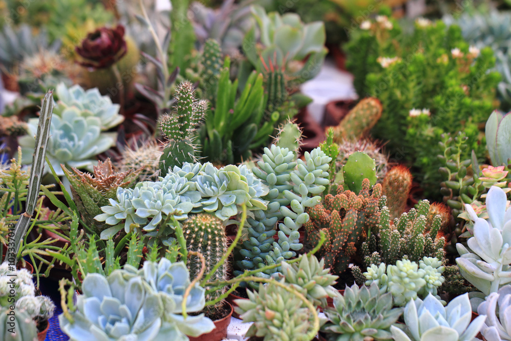 cactuses plants background cactuses plants background