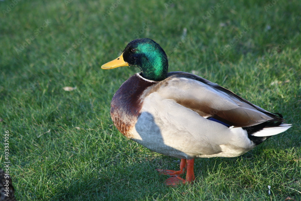 canard canard