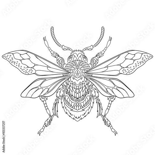 Zentangle stylized cartoon beetle insect, isolated on white background. Sketch for adult antistress coloring page. Hand drawn doodle, zentangle, floral design elements for coloring book.