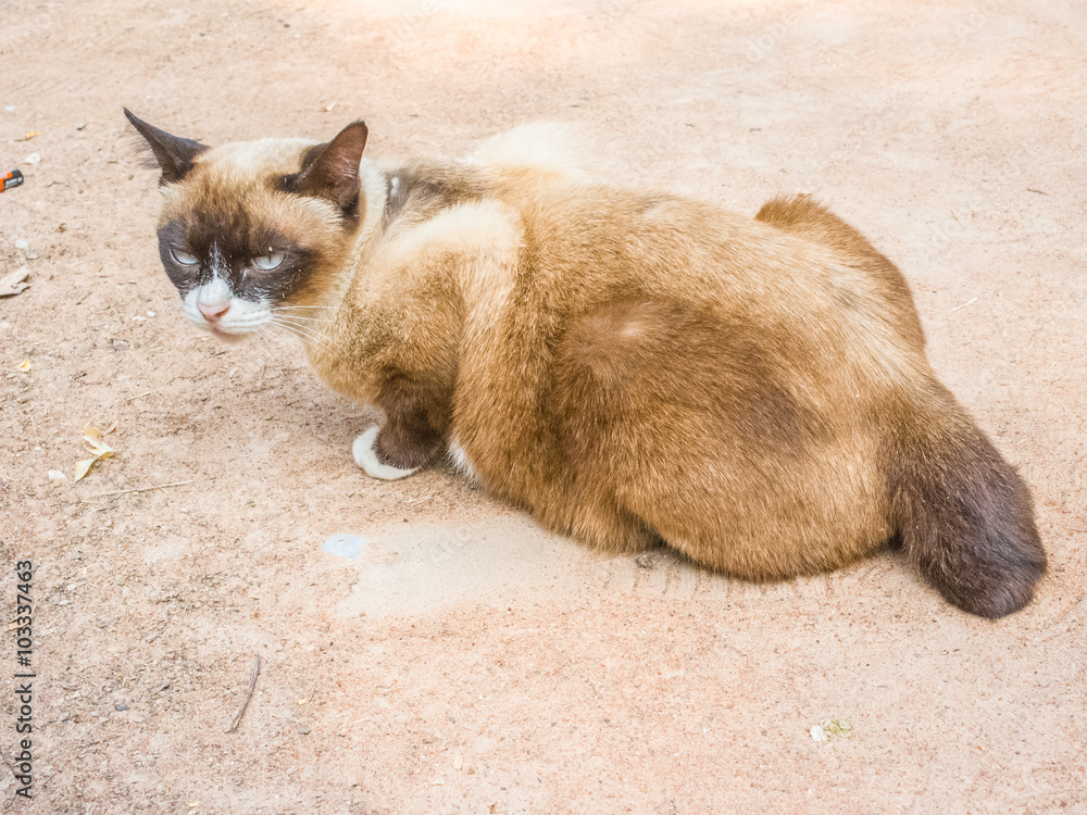 Fototapeta premium Brown cat lying on earth