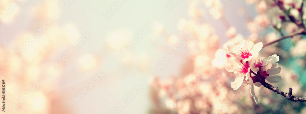 Abstract blurred website banner background of of spring white cherry blossoms tree. selective focus. vintage filtered with glitter overlay
