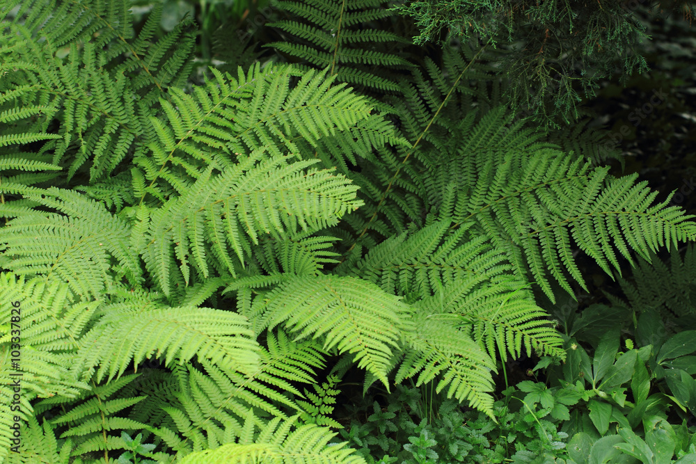 Obraz premium zielone tło paproci