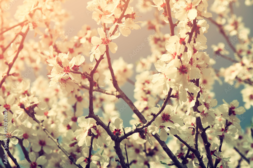 abstract dreamy and blurred image of spring white cherry blossoms tree. selective focus. vintage filtered
abstract dreamy and blurred image of spring white cherry blossoms tree. selective focus. vintage filtered