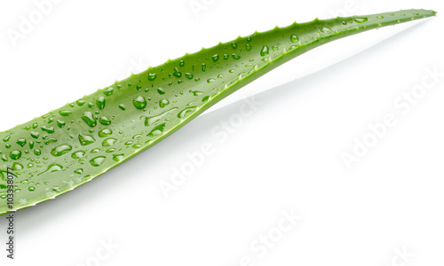Leaf of aloe vera