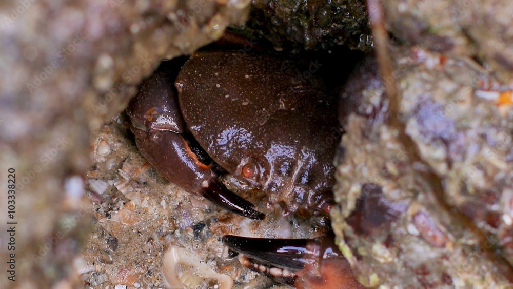 Closeup view of crab sitting under a stone Closeup view of crab sitting under a stone