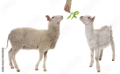 a sheep isolated on white background