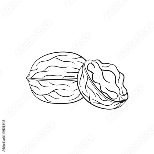 Hand drawn walnut sketches 