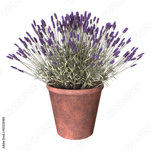 Lavender Pot on White