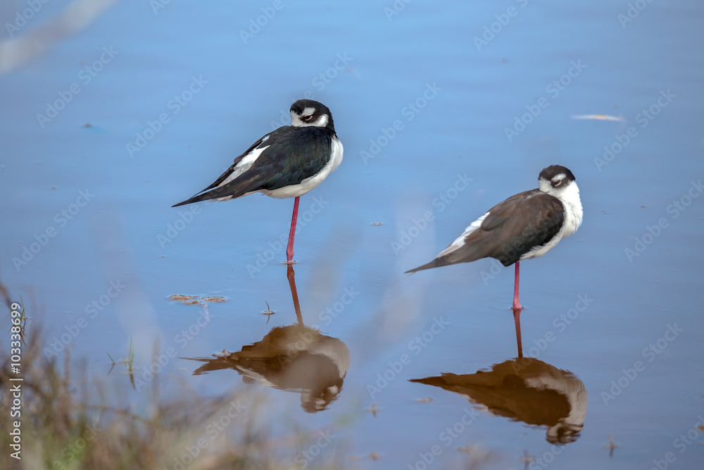 Obraz premium Black necked stilt, shore bird in the Galapagos.