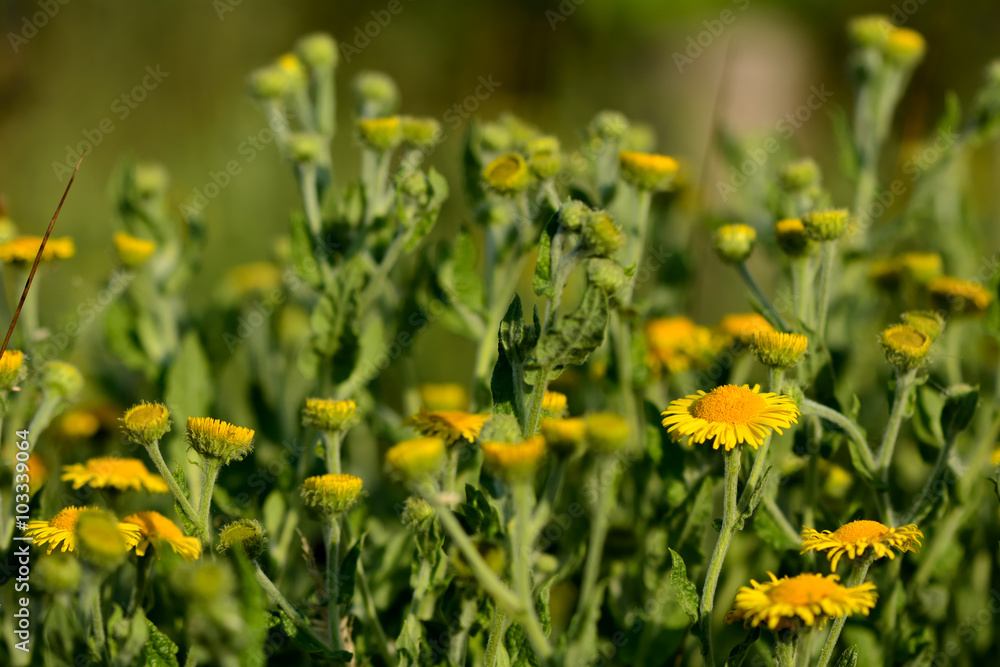 Fototapeta premium Common fleabane (Pulicaria dysenterica). A group of yellow flowers on these plants in the daisy family (Asteraceae), growing on a British woodland edge