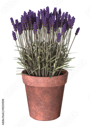 Fototapeta Naklejka Na Ścianę i Meble -  Lavender Pot on White