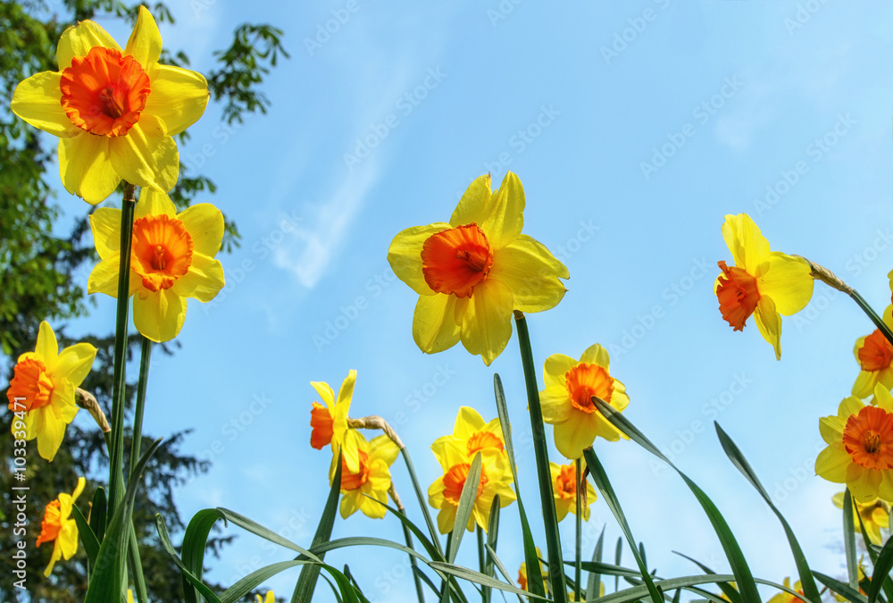 field with yellow daffodils in spring field with yellow daffodils in spring