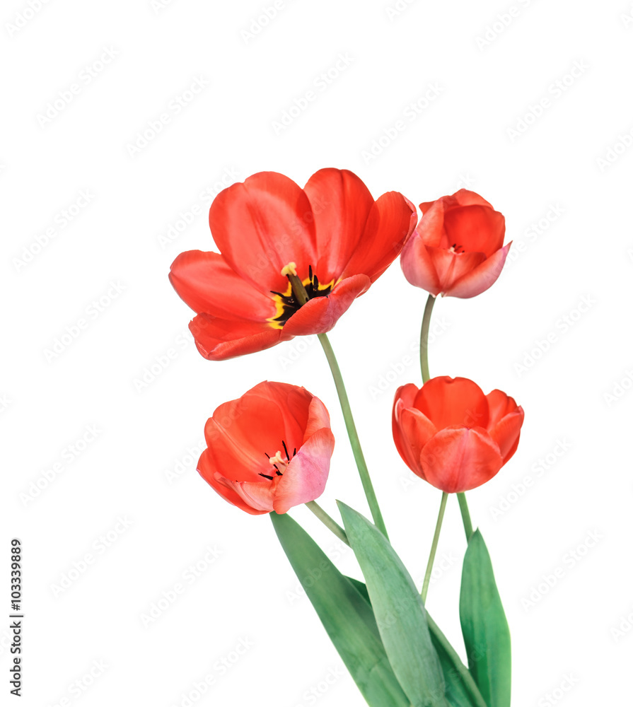 Beautiful bouquet of red tulips isolated on white background Beautiful bouquet of red tulips isolated on white background