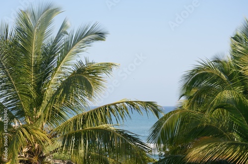 View of sea through Palm Trees