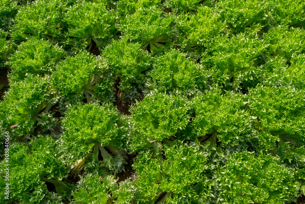 Vegetable salad frillice iceberg planted Vegetable salad frillice iceberg planted