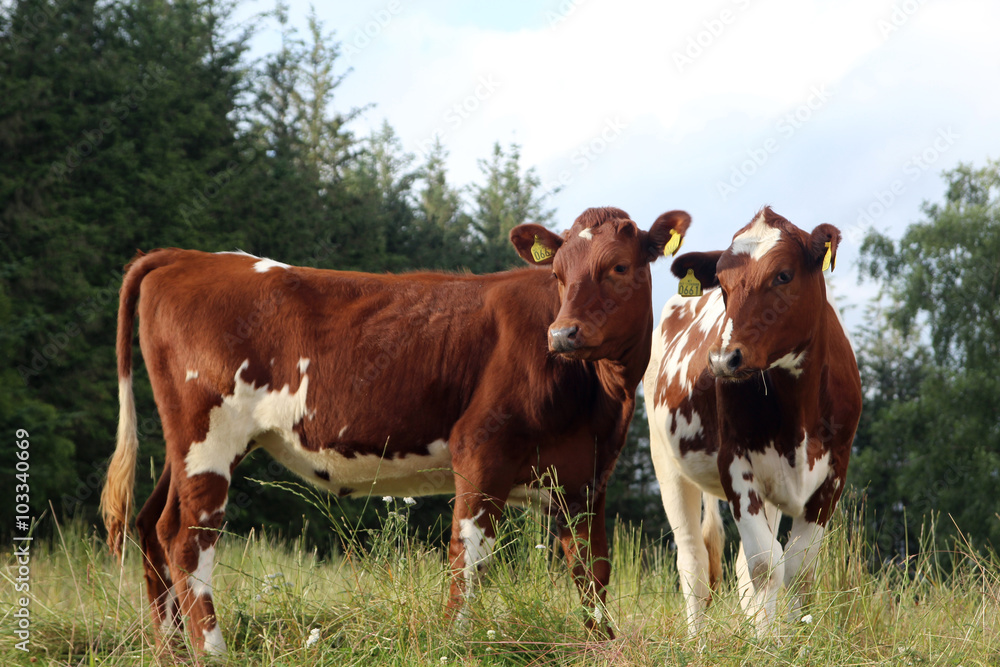 Two brown cows in Norway countryside Two brown cows in Norway countryside