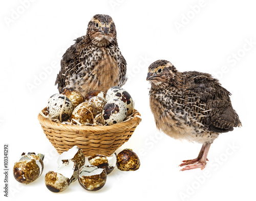 quail eggs 