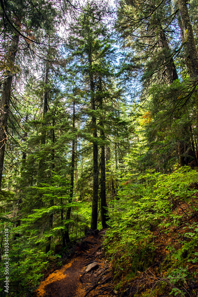 deserted hiking trail in the middle of a lush forest of pines in the rocky mountains of british columbia deserted hiking trail in the middle of a lush forest of pines in the rocky mountains of british columbia