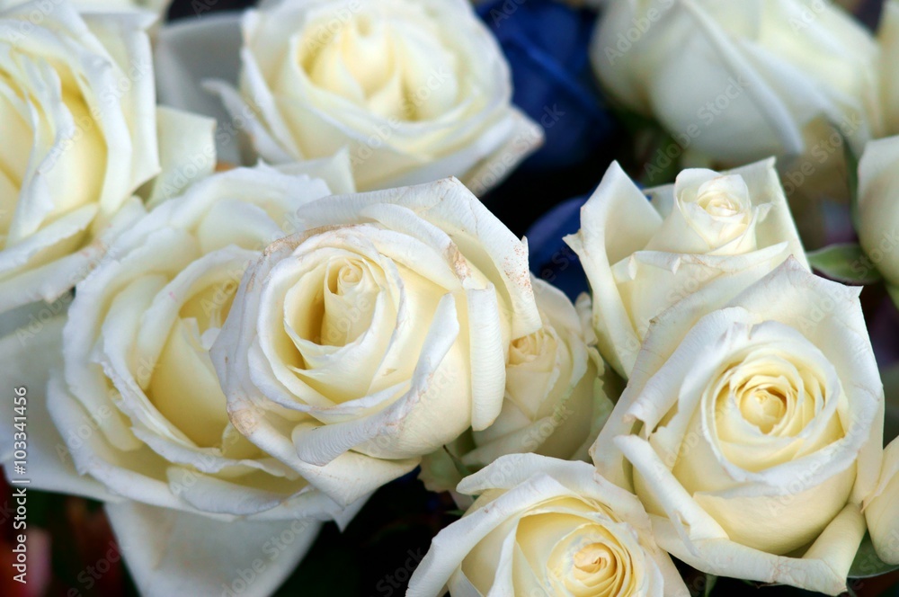 Rose Rose