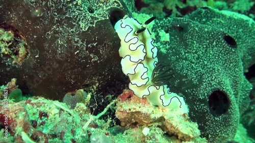 Magnificent slugs – nudibranch Glossodoris Atromarginata photo