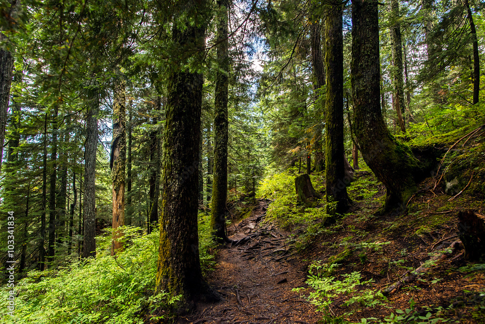 deserted hiking trail in the middle of a lush forest of pines in the rocky mountains of british columbia