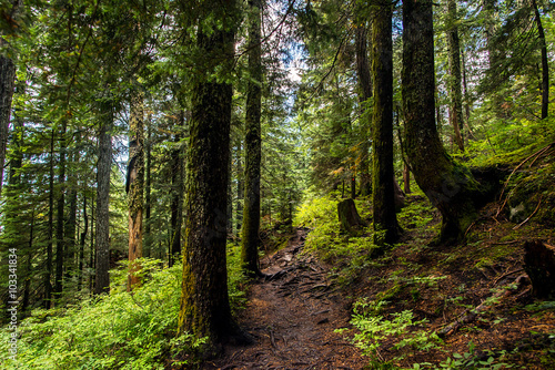 deserted hiking trail in the middle of a lush forest of pines in the rocky mountains of british columbia