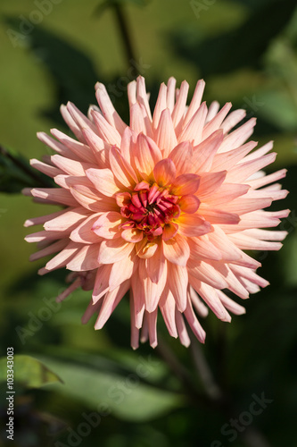 Close up of pink dahlia flowers in garden