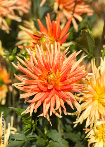Close up of yellow and orange dahlia flower in garden