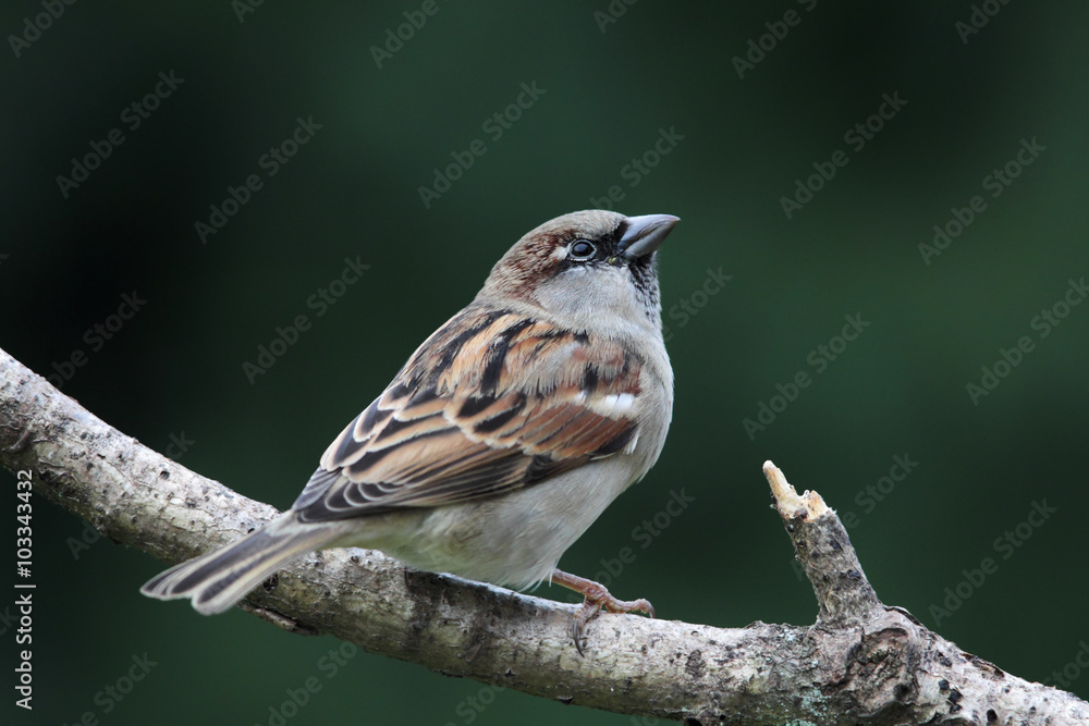 Fototapeta premium Hausssperling (Passer domesticus)