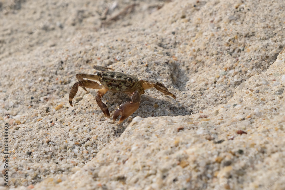 Crab on the Beach Crab on the Beach