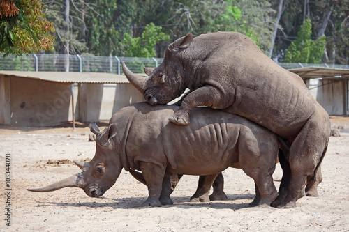 rhinoceros (Ceratotherium simum) mating in the nature reserve in Israel