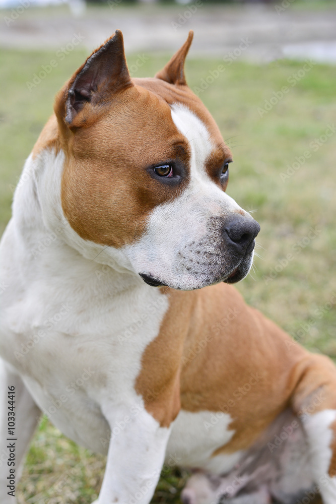 American Stafford Terrier outdoor portrait