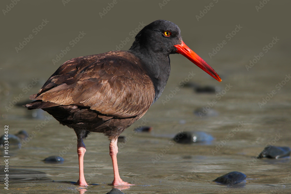 Black Oystercatcher on a Sandy Beach Black Oystercatcher on a Sandy Beach