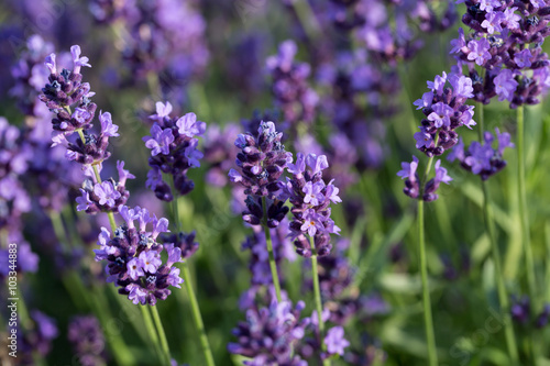 Gardens with the flourishing lavender