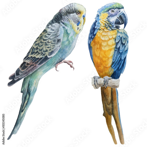  Watercolor birds. Blue budgerigar and blue parrot macaw.