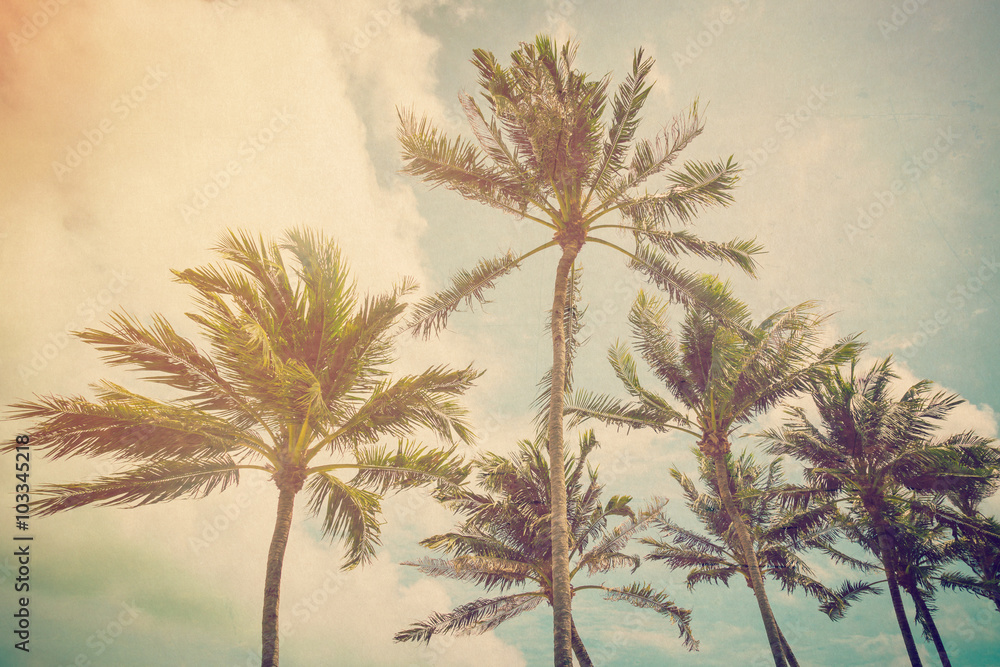 Fototapeta premium Coconut palm tree with vintage effect.
