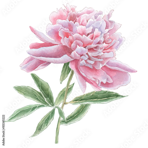 Gorgeous pink peony.