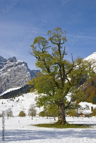 Wallpaper Mural Bergahorn im Großen Ahornboden, Karwendel Torontodigital.ca