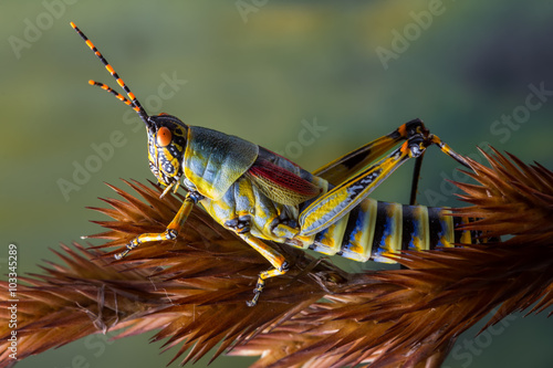 Grasshopper detail
