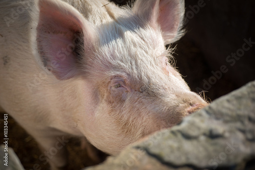 Big pig is feeding on pig breeding farm