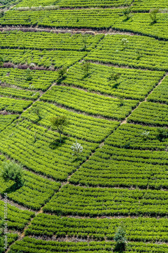 green tee terrasses in the highland from Sri Lanka