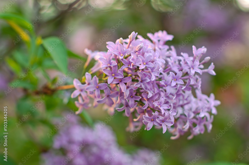 lilac flowers