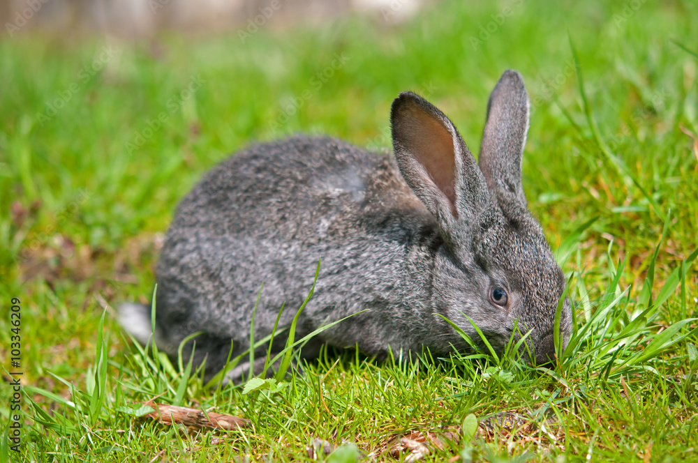 little rabbit little rabbit