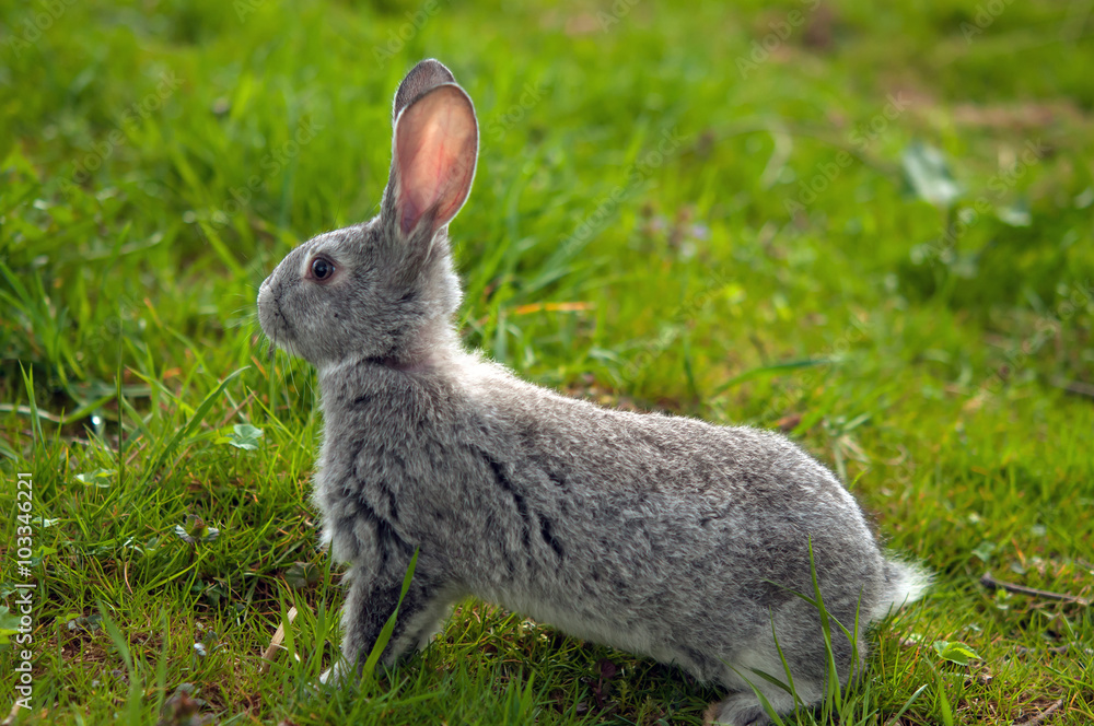 little rabbit little rabbit