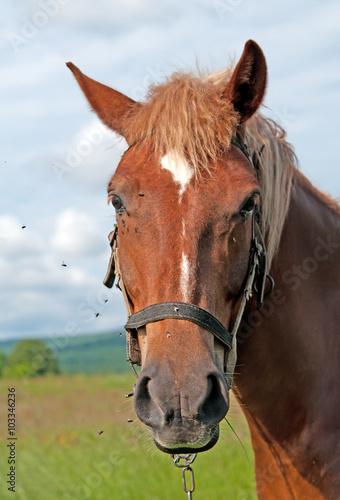 portrait of horse